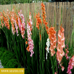 FRESH GLADIOLUS